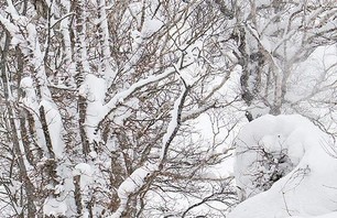 Japan: Many Many Yukis! Photo 0009