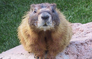 Woodchuck