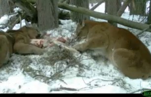 Man Fights Cougar With Skateboard