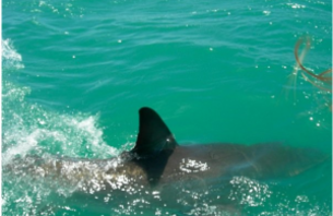 Number of Shark Attacks On The Rise