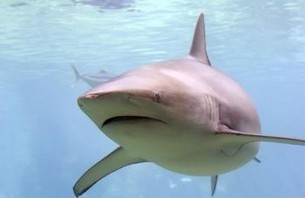 Surfer Wrestles Shark Away