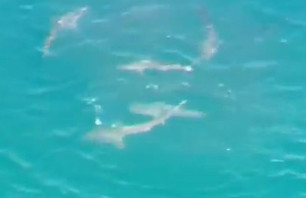 Shark Feeding Frenzy Closes Aussie Beaches