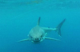 Scary Video of White Shark Raises  Fears