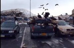 WAtch - 40 Bald Eagles Swarm Pickup Truck in Alaska