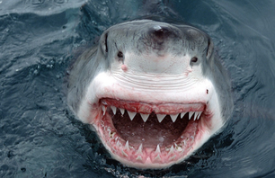 Juvenile Great White Attack off of Santa Barbara Coast