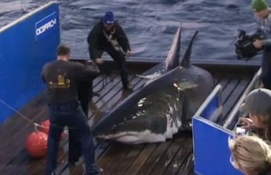 Massive Great White Shark Captured Off Florida