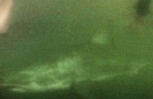 Great White Spotting in New York Stirs Controversy