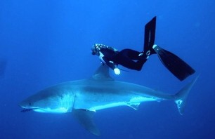 A Blonde and a Great White Shark