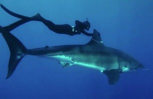 Watch Beautiful Woman Swim with Great White Shark