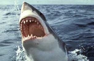 Great White Kills Bodyboarder in South Africa