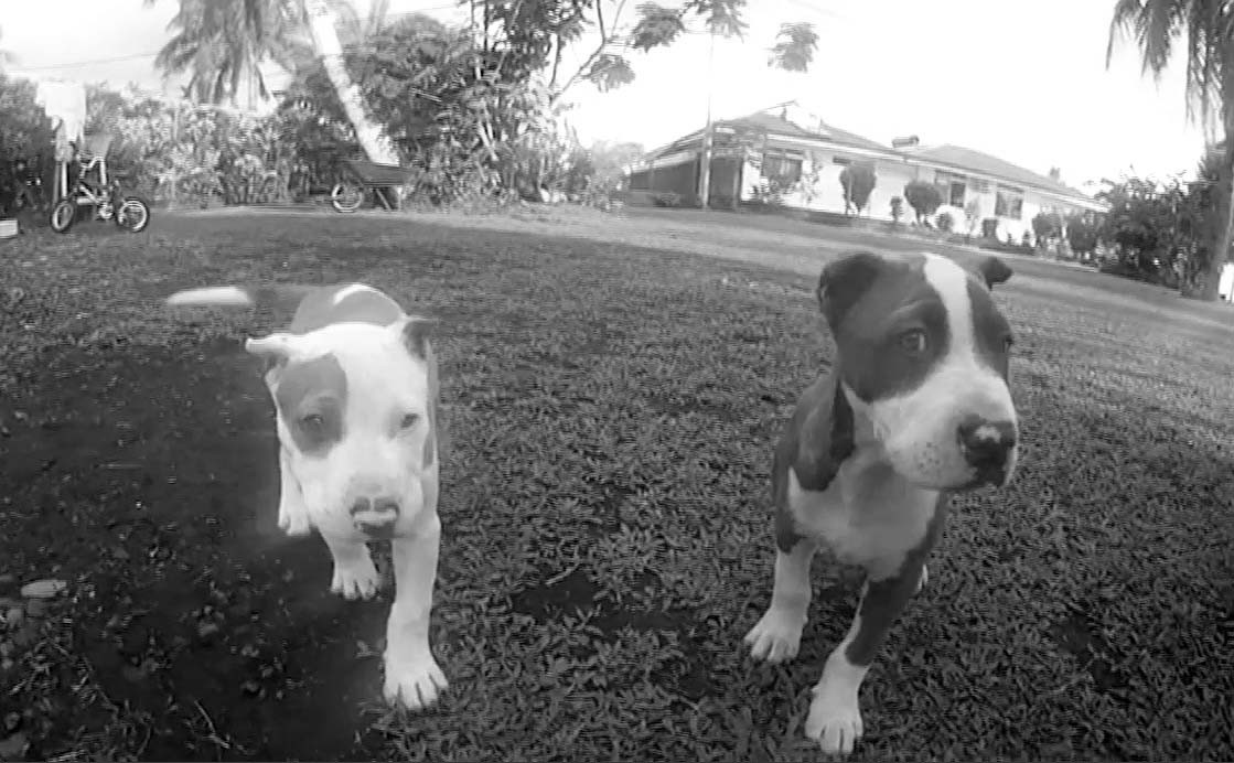 BNQT Exclusive - Dogs of Teahupoo