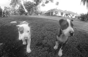 BNQT Exclusive - Dogs of Teahupoo
