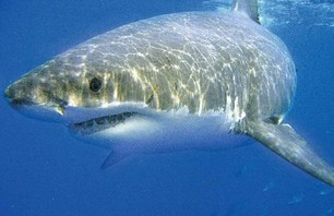 Great White Shark spotted at Malibu