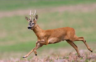 Deer jumps over motorcycle bandit