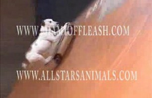 Skateboarding dog!