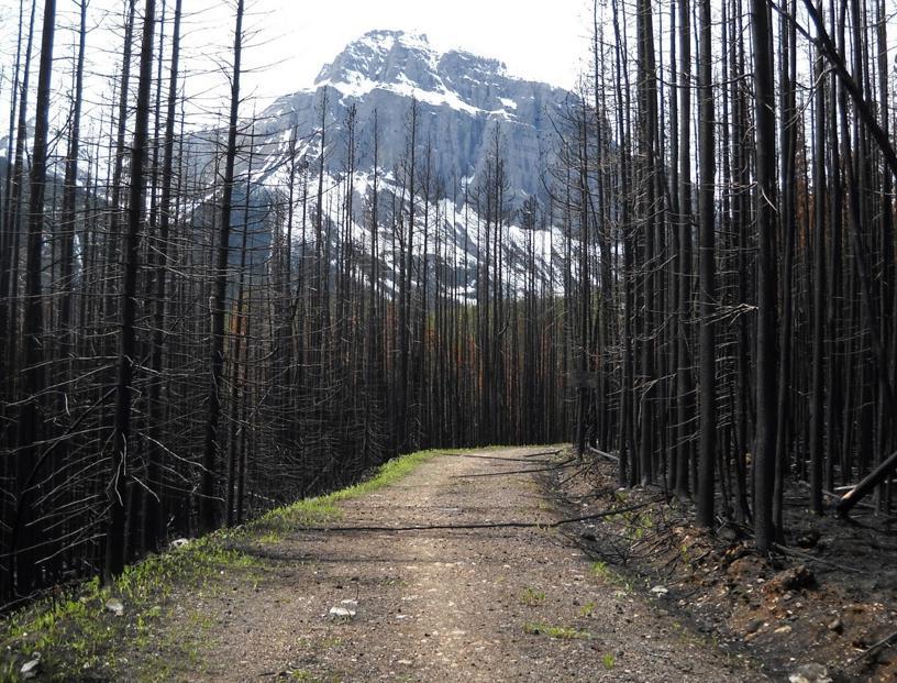 Tour Divide Mountain Bike Race