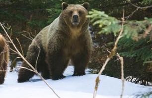 Nick LaVecchia\'s Bear