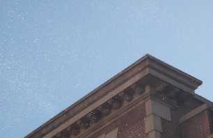 Snow in LA