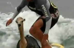 Surfing Alpaca Video!