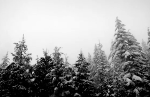 ski bowl