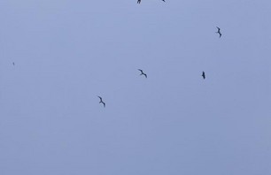 Mainland Mexico Frigate Birds