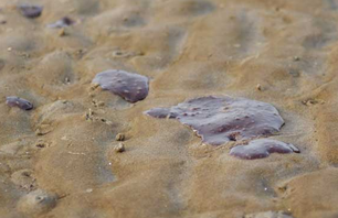 Gulf Oil: Toxic Surf Report