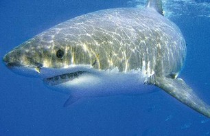 Great White Sharks Spotted on Cape Cod