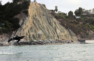 White Shark Breaches in LA