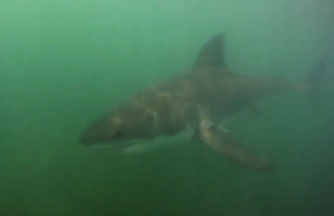 Great White Shark Off San Onofre!