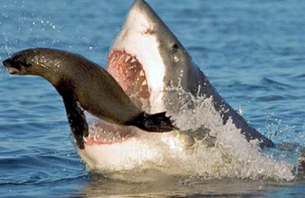 Shark Attack in Massachusetts
