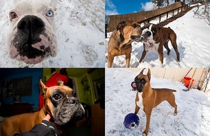 T9 Dogs
