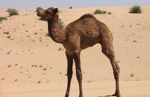 Dubai Photo Galley Photo 0001
