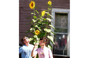 Plant A Seed Activists