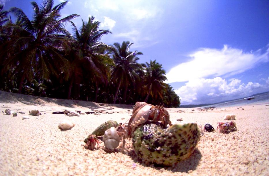 Indo Photo Dispatch