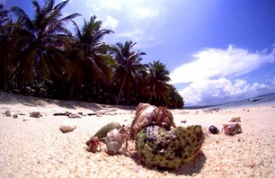 Indo Photo Dispatch Photo 0011
