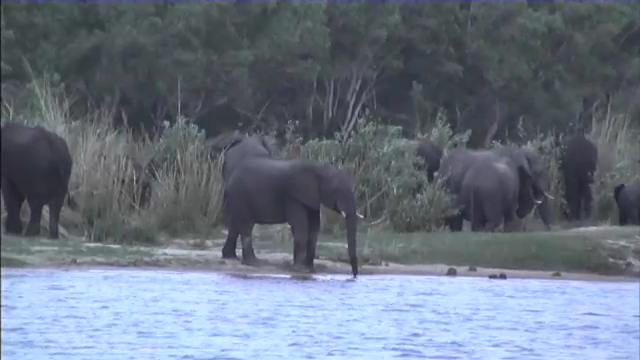 African Wildlife