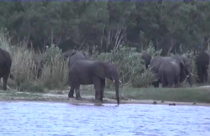 African Wildlife