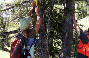 Tree Fight: Citizens on the frontlines of climate change