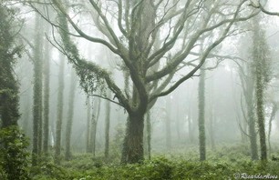 Bouldering the Magical Forest of Sintra, Portugal
