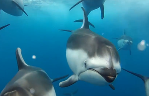Come and Swim with the Dolphins