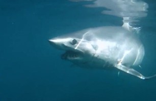 Mako Shark Takes a Huge Bite Out of Blue Marlin