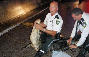 Florida Cop Wrestles Alligator