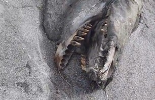 Mutant Sea Creature Identified as Killer Whale