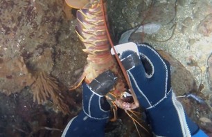 Must Watch - Nighttime Lobster Hunting from a Kayak!!