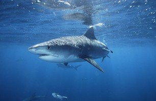 French Honeymooning Surfer Killed by Shark in Reunion Islands