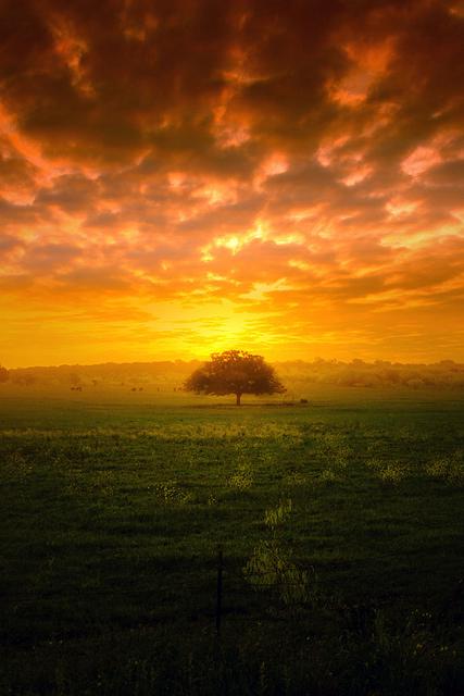 Trees in the Breeze