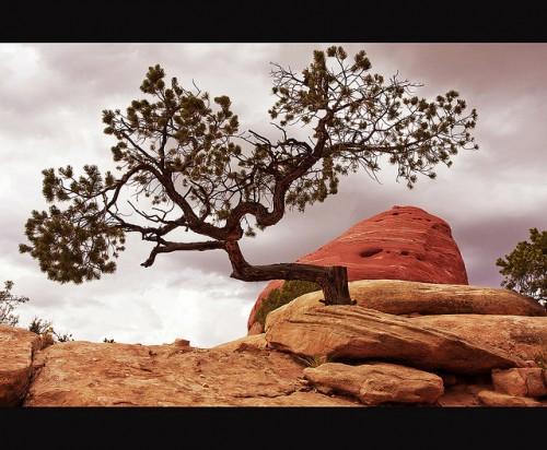 Trees in the Breeze