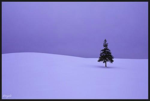 Trees in the Breeze