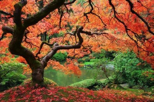 Trees in the Breeze