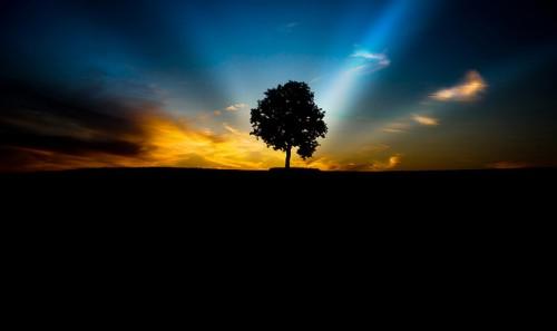Trees in the Breeze